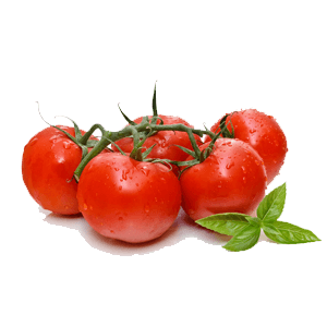 עגבניות-חממה.png